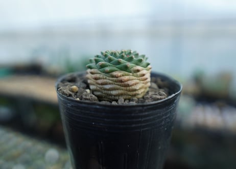 ユーフォルビア　オベサ×鉄甲丸　Euphorbia obesa×bupleurifolia