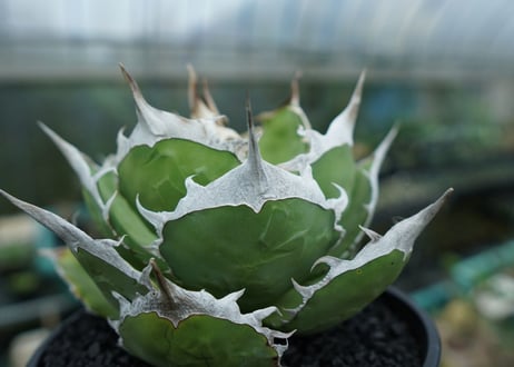 agave titanota 獅子光　Lion light　No.1