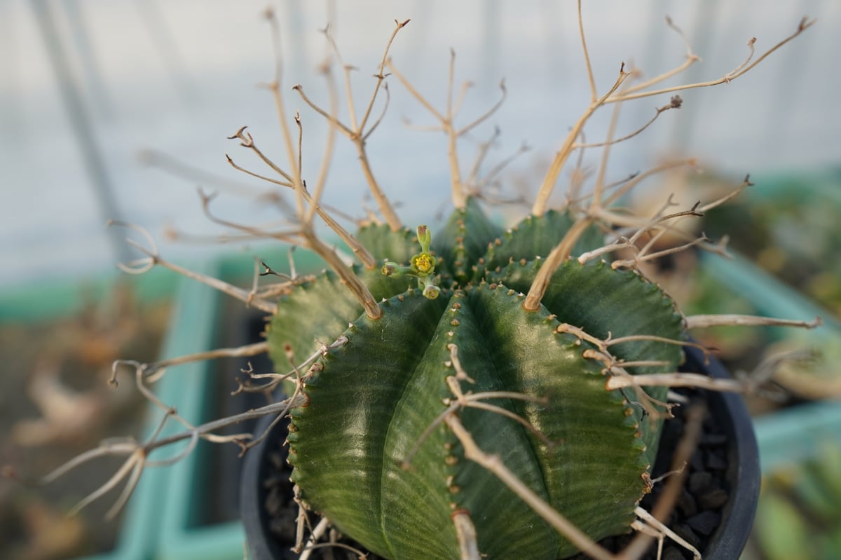 ユーフォルビア スーパーバリダ Euphorbia super valida No.1 |