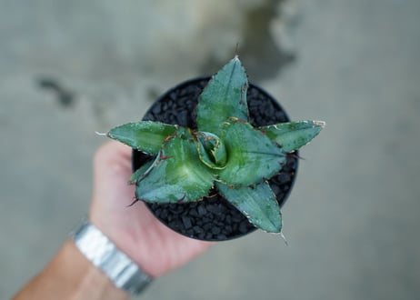 アガベ　チタノタ　 ブラックアンドブルー 　Agave titanota black and blue　No.3