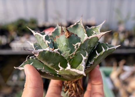 Agave titanota Solar eclipse 夕映嚴龍