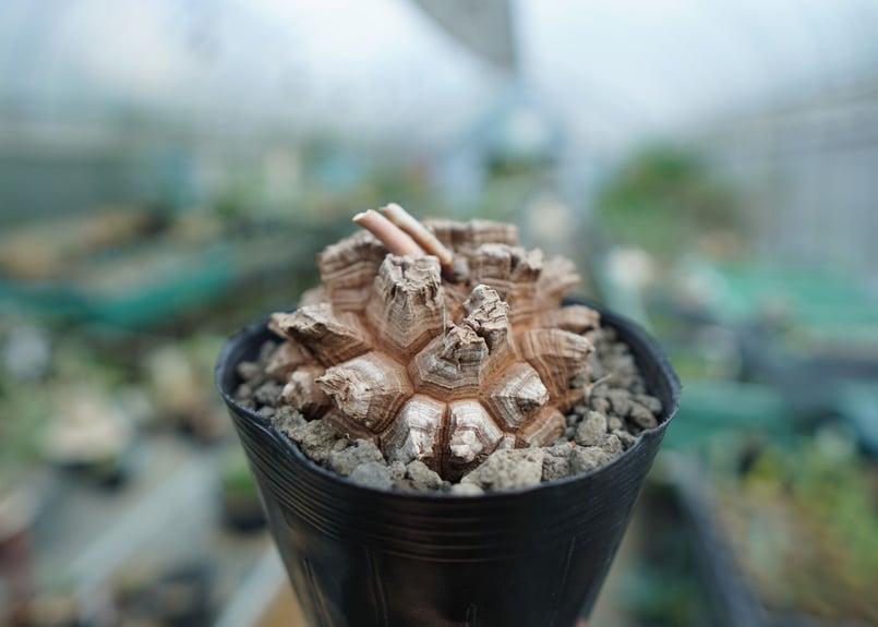 長谷川亀甲竜　6寸鉢 長谷川亀甲竜 6寸鉢 長谷川亀甲竜 6寸鉢 長谷川園芸産】亀甲