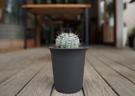 ユーフォルビア　ホリダ　Euphorbia horrida