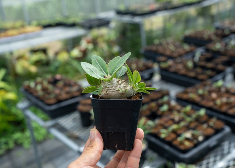 パキポディウム 恵比寿笑い 沖縄実生 | mana's farm:塊根植物