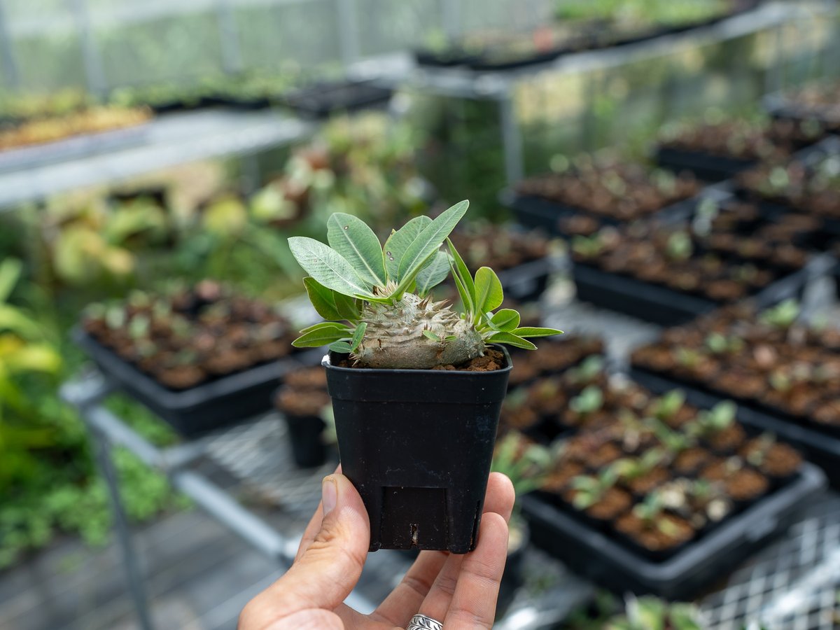 パキポディウム　ミケア　大株　現品 パキポディウム ミケア 大株 現品