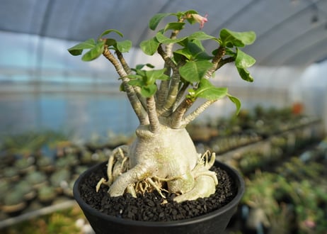 アデニウム　Adenium　No.2