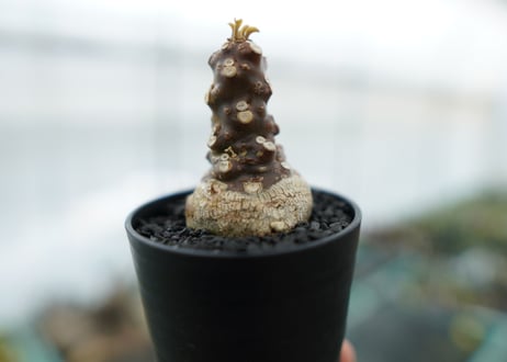 ドルステニア フォエチダ Dorstenia foetida　No.1