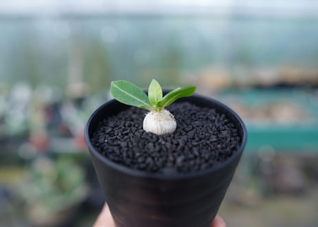 パキポディウム　恵比寿笑い　Pachypodium brevicaule　No.2
