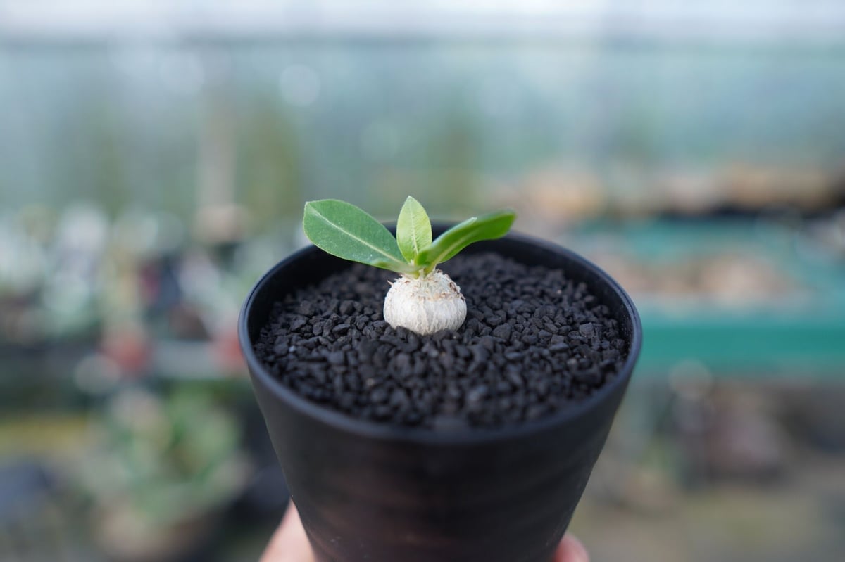 パキポディウム 恵比寿笑い Pachypodium brevicaule No.2 | man