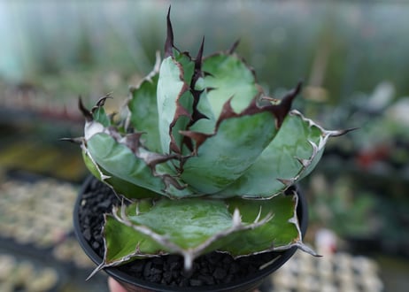 アガベ　チタノタ　 ブラックアンドブルー 　Agave titanota black and blue　No.4