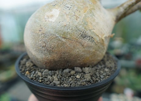パキポディウム　グラキリス　 Pachypodium Gracilius  No.3