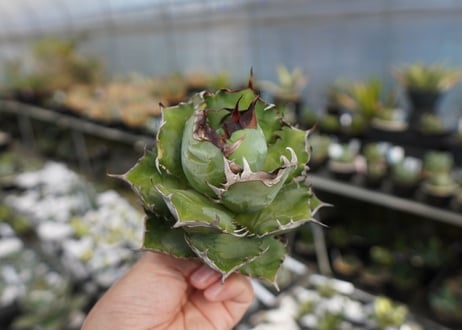 agave titanota  迦梨女神　'Goddess Kali'