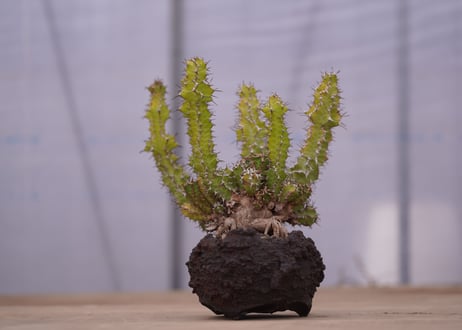 ユーフォルビア ノベリー　Euphorbia knobelii