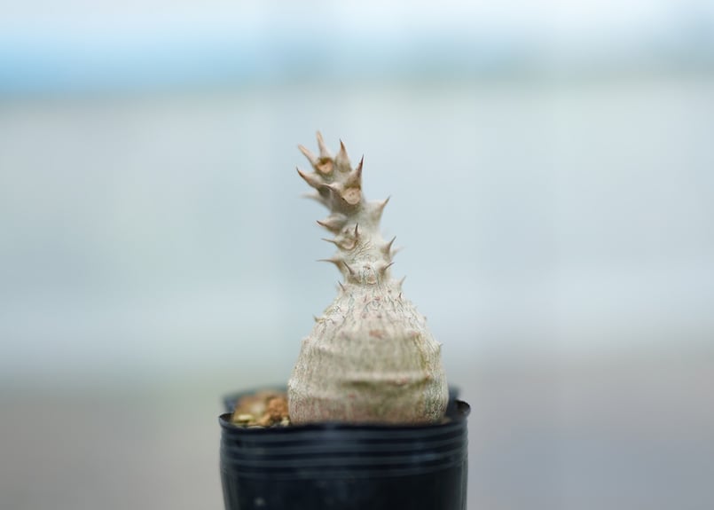 パキポディウム ウィンゾリー 沖縄実生 No.7 | mana's farm:塊根植物