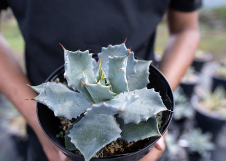 Agave Isthmensis