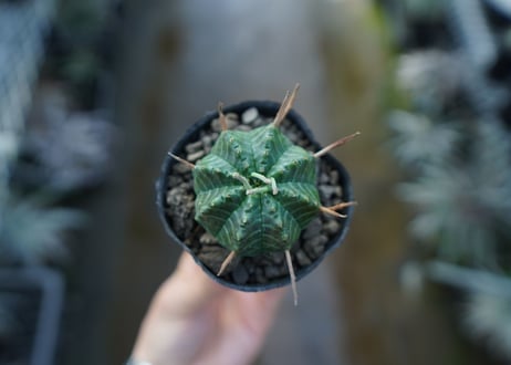 ユーフォルビア　バリダ　Euphorbia valida　No.2