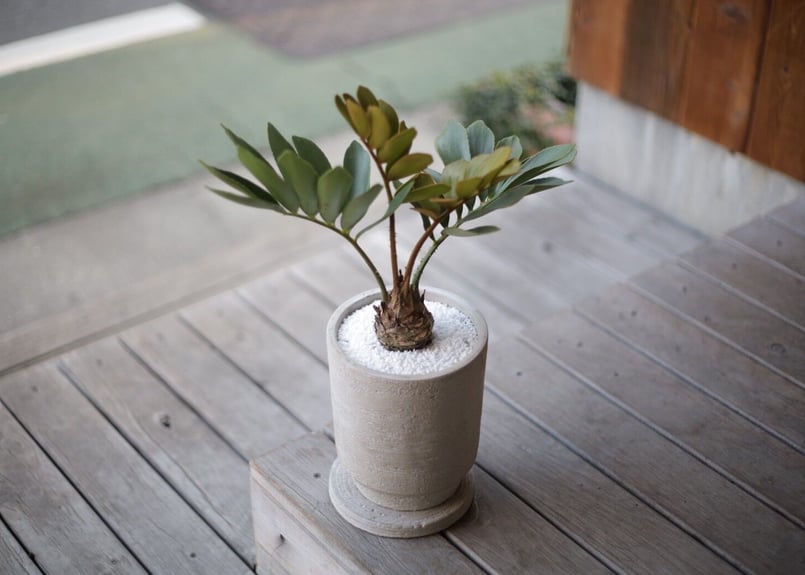 ザミア プミラ Zamia pumila | mana's farm:塊根植物・アガベ・ドライ