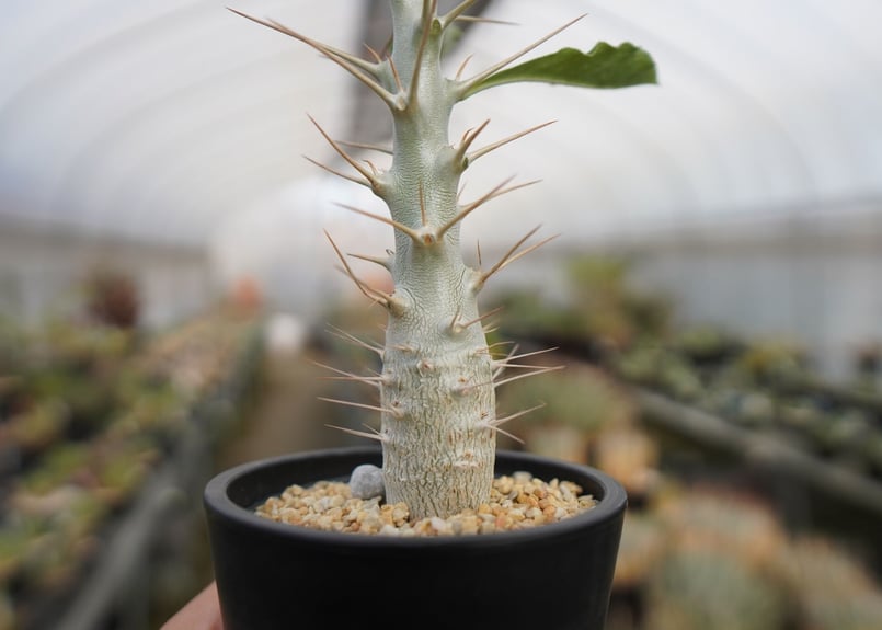 パキポディウム サンデルシー Pachypodeium saundersii | mana's