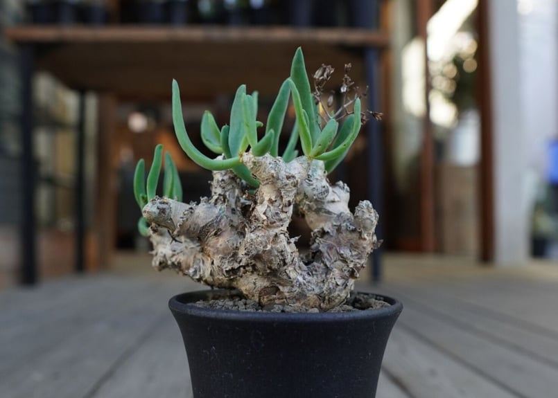 チレコドン 万物想 Tylecodon reticulatus | mana's farm:塊