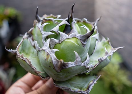 Agave B&B A NO.4