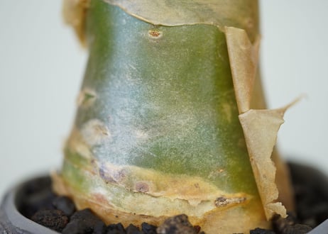 Tylecodon paniculatus
