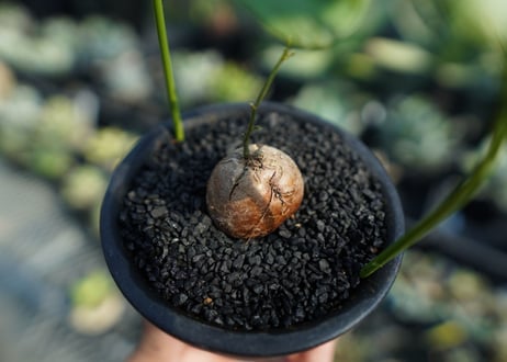 亀甲竜　Dioscorea elephantipes No.6