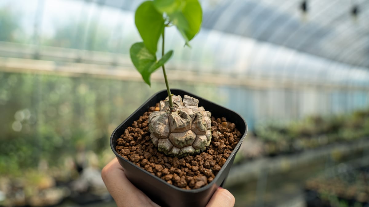 亀甲竜 No.11 | mana's farm:塊根植物・アガベ・ドライガーデン植物