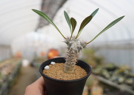 パキポディウム　デンシフローラム　Pachypodium densiflorum