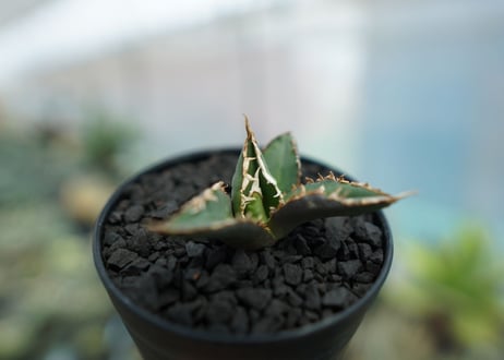 アガベ　チタノタ　狼人　agave titanota "狼人"　No.2