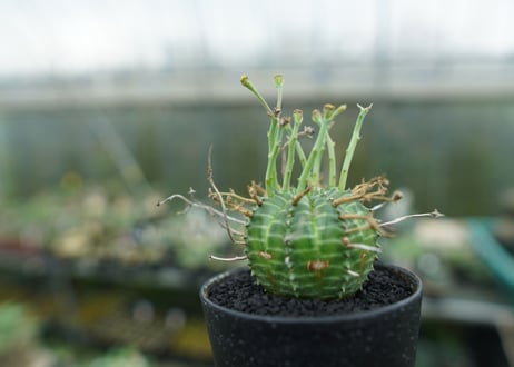 ユーフォルビア　バリダ　Euphorbia valida　No.2