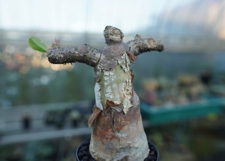 パキポディウム マカイエンセ　Pachypodium makayense　No.3