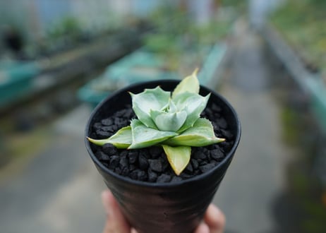 アガベ　王妃雷神錦　Agave　“Ohi Raijin Nishiki ”