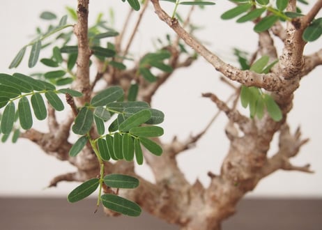 センナ メリディオナリス Senna meridionalis no.2