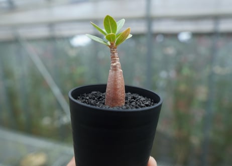 アデニウム　Adenium  No.3