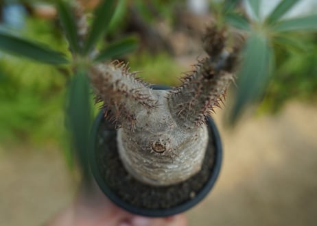 【発根管理中】パキポディウム　グラキリス　 Pachypodium Gracilius  No.6