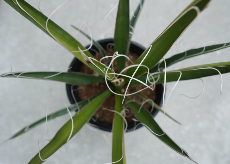 ユッカ カルネロサーナ Yucca carnerosana No.2 | mana's gr ユッカ カルネロサーナ Yucca carnerosana No.2 | mana's gr
