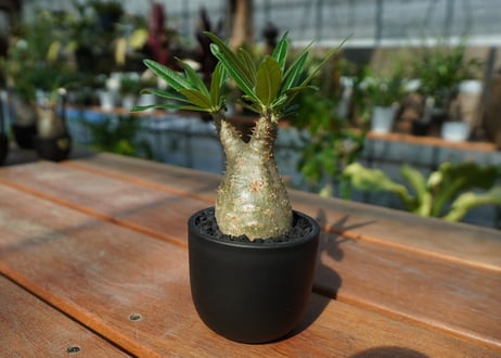 【発根管理中】パキポディウム　グラキリス　 Pachypodium Gracilius  No.8