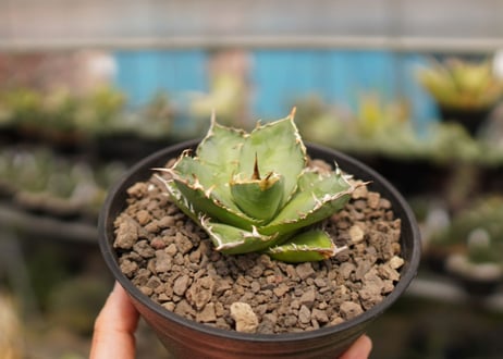 Agave titanota FO-76  A NO.1