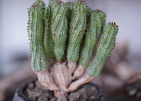 Euphorbia submamillaris