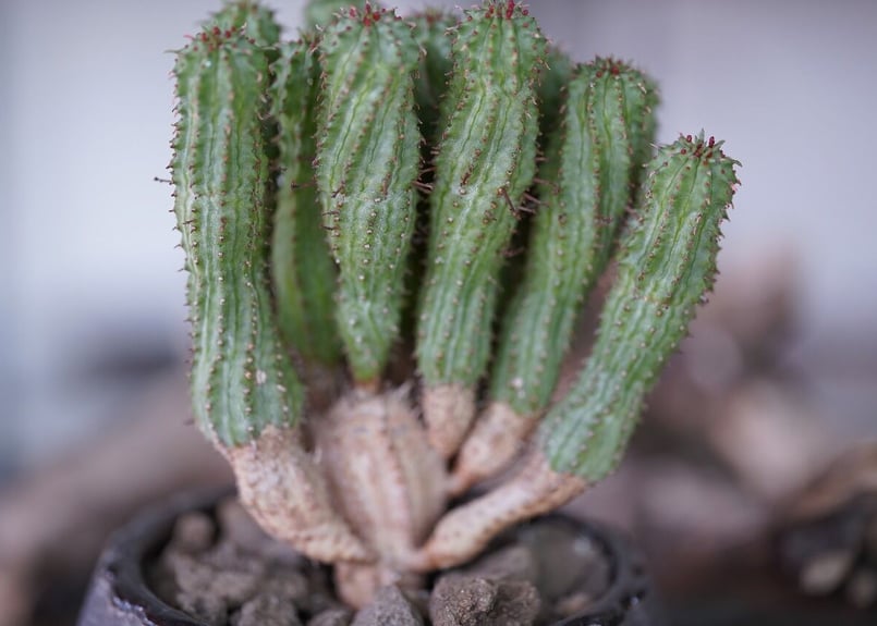 Euphorbia submamillaris | mana's green:塊根植物販売|マ...