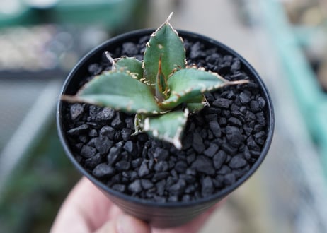 アガベ　チタノタ　FO-76　Agave titanota  FO-76　No.25