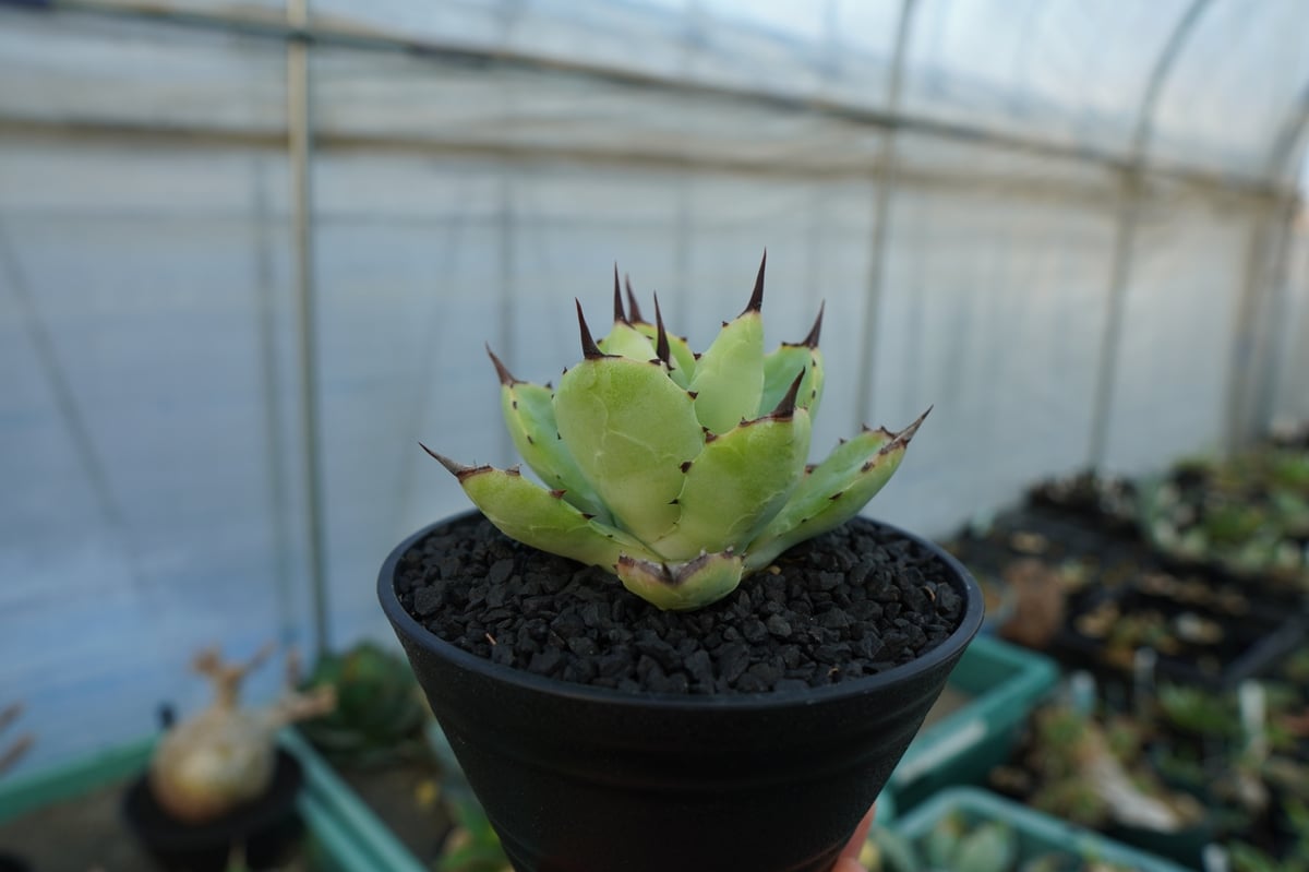 アガベ マクロアカンサ×ポタトラム Agave macroacantha×potatorum アガベ マクロアカンサ×ポタトラム Agave macroacantha×potatorum