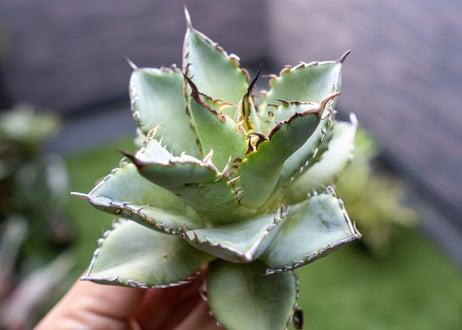 Agave titanota Flligree NO.1