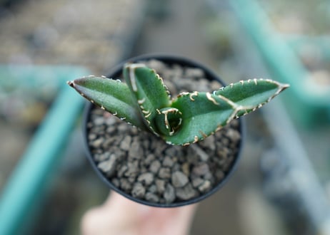 アガベ　チタノタ　鬼爪雪峰  Agave titanota “Onitsume Yukimine"　No.3