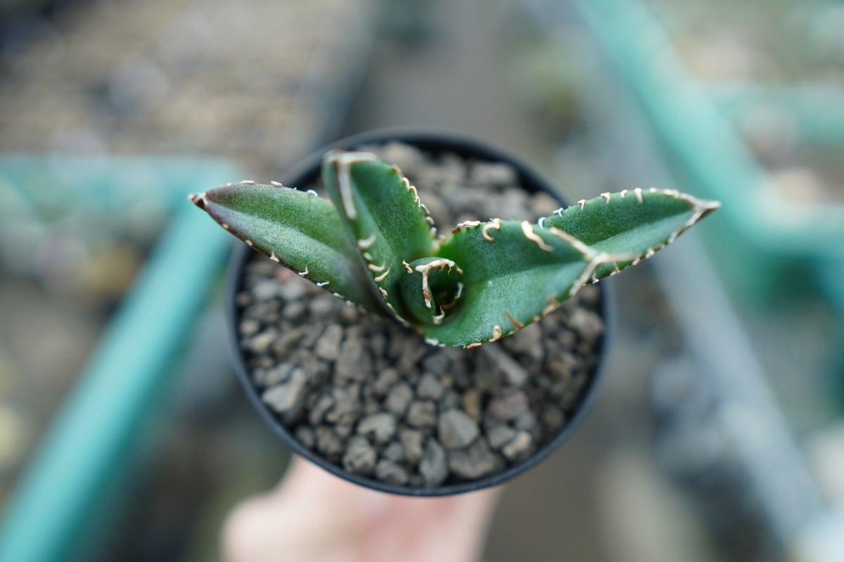 アガベ チタノタ 鬼爪雪峰 Agave titanota “Onitsume Yukimin