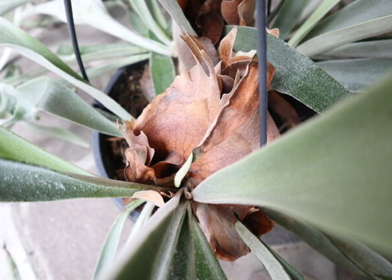 ビカクシダ ビーチー | mana's farm:塊根植物・アガベ・ドライガーデン