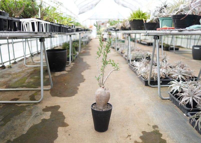 EMP パキポディウム サキュレンタム / Pa80 EMP パキポディウム