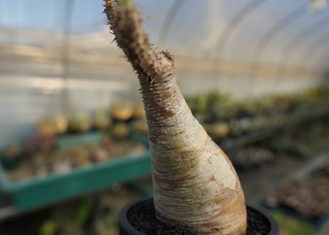 パキポディウム　グラキリス　 Pachypodium Gracilius  No.10