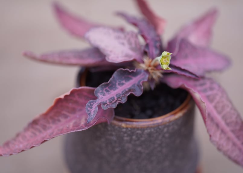 ユーフォルビア フランコイシー Euphorbia francoisii | mana's f