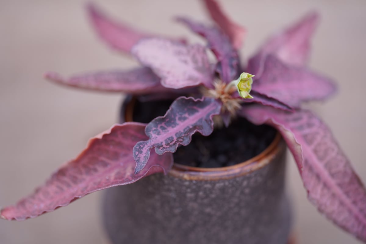 ユーフォルビア フランコイシー Euphorbia francoisii | mana's f